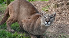 Pozor na děti! Puma je na útěku už dva týdny, zahlédli ji na Vysočině
