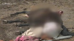 HRŮZOSTRAŠNÉ FOTO A VIDEO: Majitel nechal klisnu březí umírat 30 hodin!