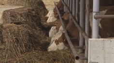 Slovensko odvolalo mimořádný stav kvůli slintavce. Situace vyšla na 128 milionů