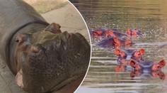 Potomci hrochů Pabla Escobara se zabydleli v kolumbijské řece