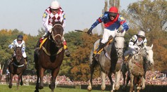 Dostihový svět truchlí. Odešel legendární Amant Gris, hrdina i smolař Velké pardubické