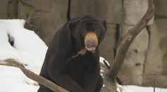 Zvířata kvůli zavřeným zoologickým zahradám strádají. Chybí jim lidi