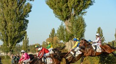 Velkou pardubickou opanoval Theophilos, obhájce spadl na Taxisu