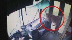 Srna vletěla oknem do autobusu, bez zranění vystoupila dveřmi! VIDEO