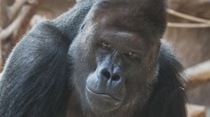 Jak šel čas s Richardem. Gorilí samec slaví v zoo 20 let