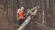 Hasiči měli napilno. Kvůli silnému větru měli desítky výjezdů