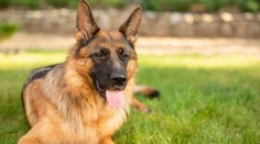 Policejní psovod nechal v horku psa v autě, zvíře zemřelo. Muži hrozí i vězení