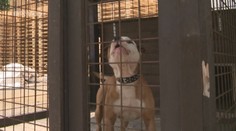Kluk (3), kterého napadl pitbul, je na tom hůř, než se myslelo!