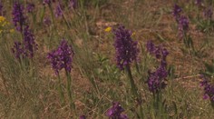 Znojmo zažívá unikátní podívanou. Na Cínové hoře vykvetly tisíce orchidejí