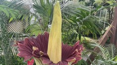 Botanická zahrada v San Francisku praská ve švech. Vykvetl tam zmijovec titánský