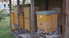 Moderní technologie pomáhají včelařům. Mohou sledovat úly vzdáleně