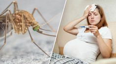 Mohou virus zika přenášet běžní komáři? Vědci mají konečně jasno