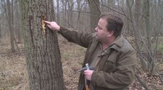 Kůrovec vyletěl o měsíc dřív. Chladné počasí by ale mohlo kalamitu zpomalit