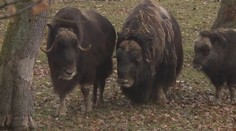 Zoopark v Chomutově má nové obyvatelky, pižmoň Samík už nebude sám
