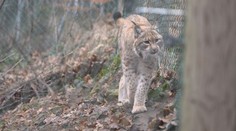 Z jihlavské zoo uprchl rys. Ošetřovatelům se ho nedaří odchytit