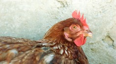 Nechtěla ho žádná žena, znásilnil slepici. Ta vyčerpáním zemřela