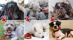 Šokující FOTOGALERIE: Pejskové z ulice PŘED a PO proměně!