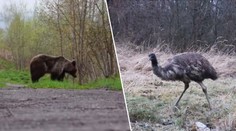 Pštrosice na Břeclavsku utekla z ohrady! Potuluje se tam i medvěd