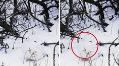 NEUVĚŘITELNÁ GALERIE: Najdete na obrázcích schovaná zvířata?