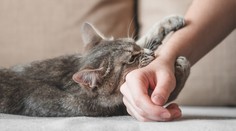 Muže kousla kočka. Musel na 15 operací a nakonec zemřel