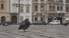 Postavili holubník a chtěli jim brát vejce. Na úředníky ale holubi v Plzni kálí