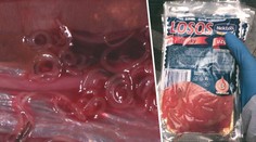 Supermarket prodával lososa s červem, který útočí na orgány!