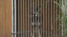 Češi se zbavují psů a koček kvůli zdražování. Útulky jsou přeplněné