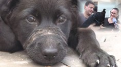 Týraná fenka, kterou uvázali ke stromu, má novou rodinu!