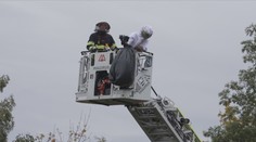 Vosy a včely stále útočí. Záchranáři vyjíždějí k pacientům třikrát více než loni