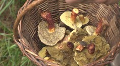 Houbám se teď daří. Největší úroda je na Šumavě, chválí si houbaři