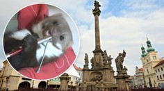VIDEO: Kuna překousala kabely, Hradec zůstal bez proudu!