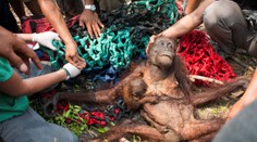 Vyhnal je oheň: Orangutanku s mládětem skoro dorazili vesničani!