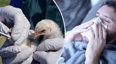 Nový typ ptačí chřipky: Čína hlásí první přenos na člověka!