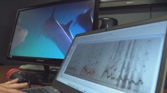 Odborníci zkoumají delfíní řeč pomocí umělé inteligence. Přináší nové poznatky