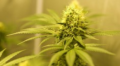 Marihuana dokáže zastavit virus HIV, tvrdí vědci