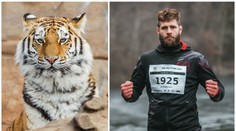 Procházka před bojem v UFC zachraňuje tygry! Pomoci může každý