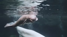 Nic rozkošnějšího jste ještě neviděli: sněhobílé velrybě se narodilo mládě