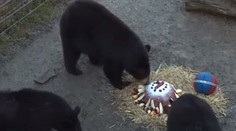 Medvíďata v zoo slavila první narozeniny! Dostala dort a míč