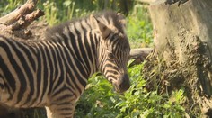 Nový přírůstek v jihlavské zoo: Vzácná zebra porodila mládě