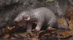 Druhé mládě luskouna v pražské zoo už má jméno Connie. Vybrali ho návštěvníci