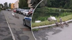 Roztomilost sama: Labutě dostaly policejní doprovod