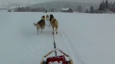 Krušné hory vzala útokem psí spřežení. Nevadil jim ani silný vítr