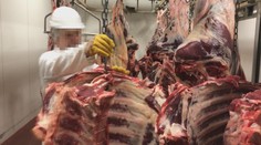 Na jihu Čech uložili veterináři vysoké pokuty. Vzrostl i počet týrání zvířat