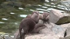 Roztomilé video: Takto se vydala na procházku vydří rodinka. PODÍVEJTE SE
