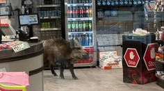 Lidé nevěřili vlastním očím. Do prodejny v nákupním centru přišel divočák