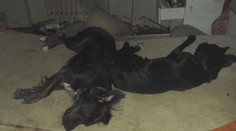 Z bytu se linul hrozný zápach. Policie našla zubožené psy mezi potkany