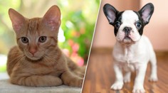 Veterináři: Tyhle úrazy hrozí v létě zvířatům. Jak je ochránit?