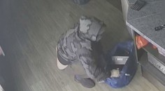 Kamery zachytily zloděje, kterému při loupeži padaly kalhoty. Hledá ho policie