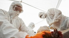Ptačí chřipka na Žďársku: Veterináři museli vybít chovy, další hlídají