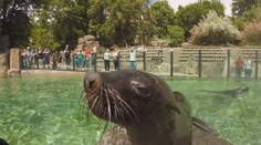 České zoo hlásí obrovský zájem, v Děčíně padl návštěvnický rekord